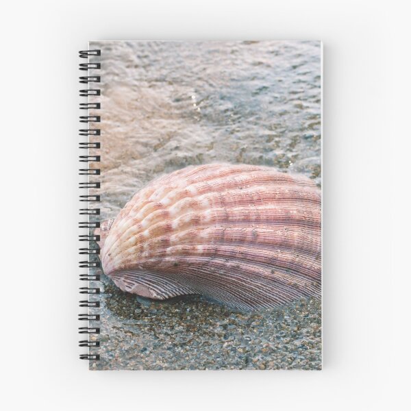 Item preview, Seashell Photography, Fine Art Photography, Ocean, Beach, Conch, Macro, Coastal Wall Decor, designed and sold by aprilbernphoto.