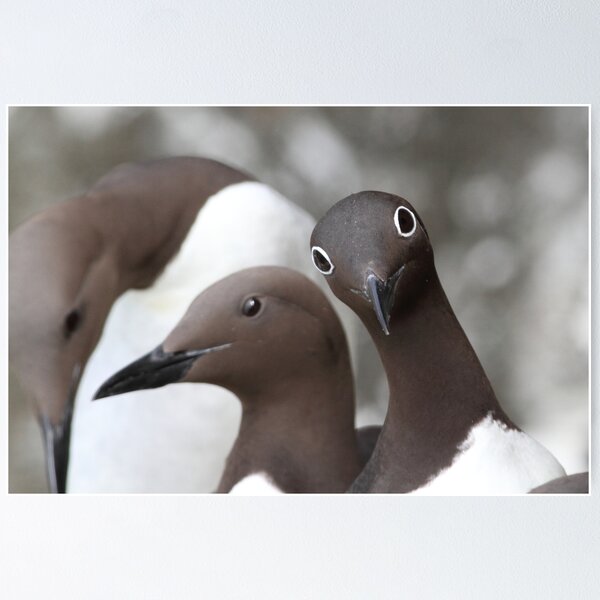 Guillemots Poster