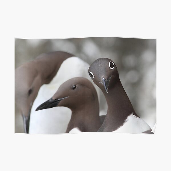 Guillemots Poster