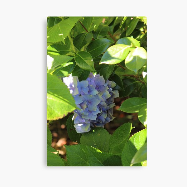 Item preview, Hydrangea  designed and sold by Leonie Morris.