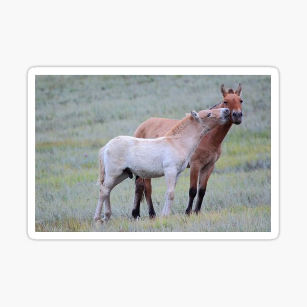 Aperçu de l'œuvre Les chevaux de Przewalski, Mongolie créée et vendue par Carole-Anne.