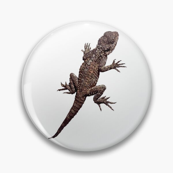 Item preview, Agama Lizard - Cyprus - On White Background by Amanda M Lucas designed and sold by Amanda Lucas.