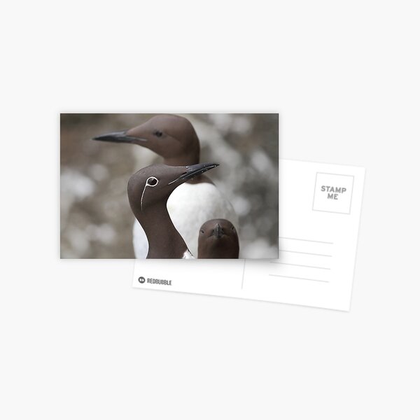 Guillemots Postcard