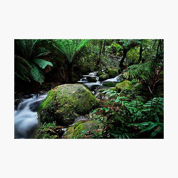 Floor Of The Forest Photographic Print