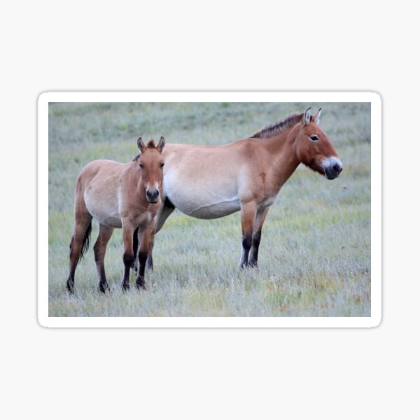 Aperçu de l'œuvre  est une sous-espèce rare et menacée de cheval sauvage (Equus ferus) originaire des steppes d'Asie centrale. A une époque éteint à l'état sauvage (en Mongolie créée et vendue par Carole-Anne.