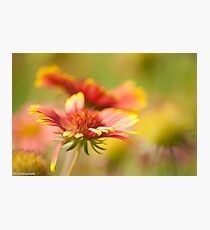She ain't heavy, she's my sister...Got 2 Featured Works Photographic Print