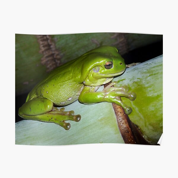 Frog Cushion #1 Poster