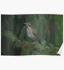 Fledgling Poster