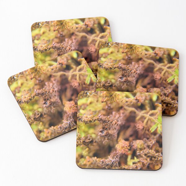 Item preview, Moss Blooms 3 designed and sold by LynyrdSky.