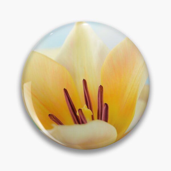Item preview, Tulipa  'Fur Elise'  Tulip  Greigii Group designed and sold by Chris Burrows.