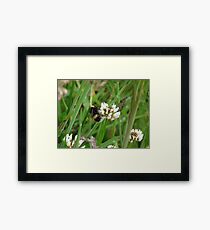 Bumble Framed Print