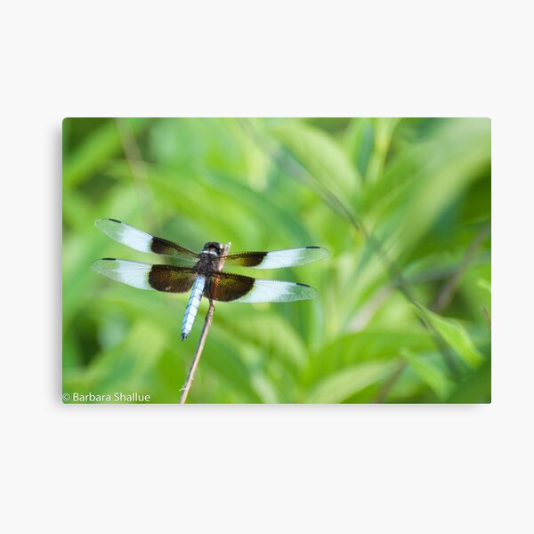 Dragonfly Canvas Print