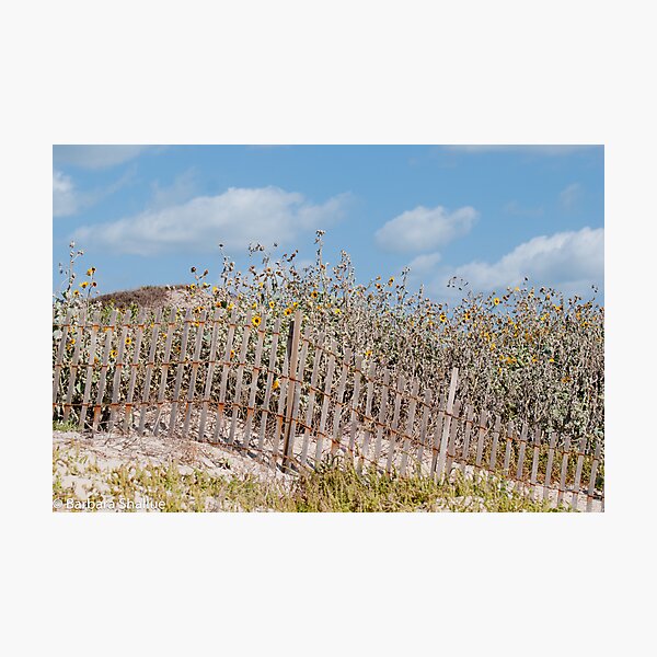 Dune Decoration Photographic Print
