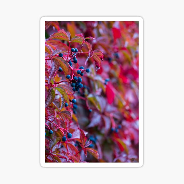 Item preview, Autumn berries designed and sold by iCimages.net.