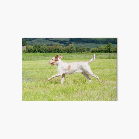 Freedom is Spinone Art Board Print