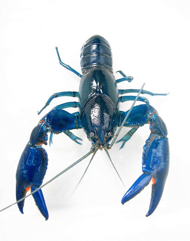 "Australian Blue Yabby - Cherax destructor" Posters by Nikki Bond