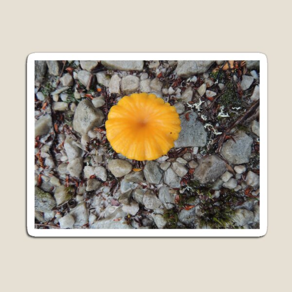 Aperçu de l'œuvre Champignons jaunes simples, Cradle Mountain, Tasmanie, Australie. créée et vendue par kaysharp.