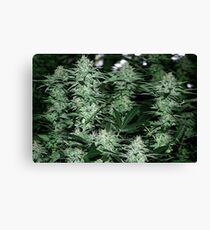 Super Potent Hybred Canvas Print