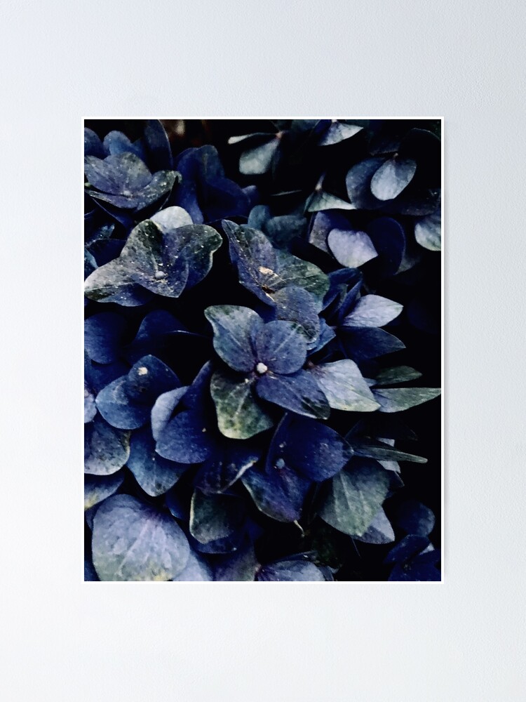 Póster «Hortensia Azul Oscuro Floral» de SweetDominique | Redbubble