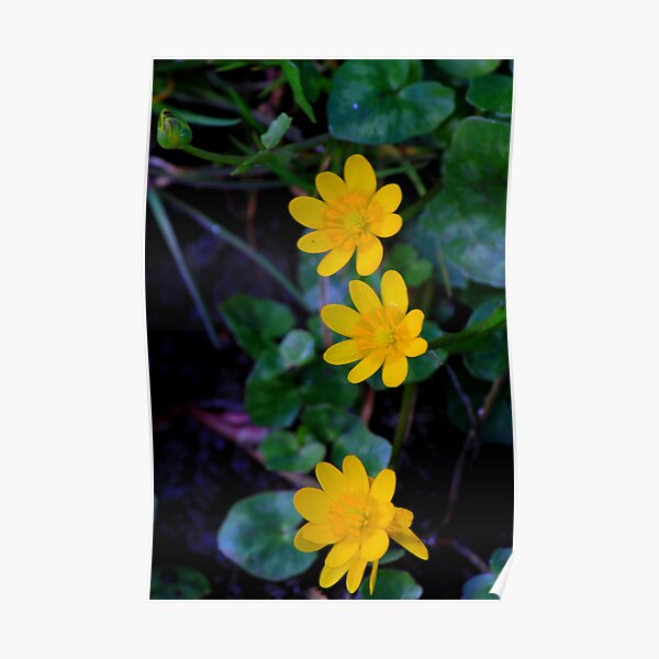 Lesser celandine (Ranunculus ficaria) Low Coniscliffe, England. Poster