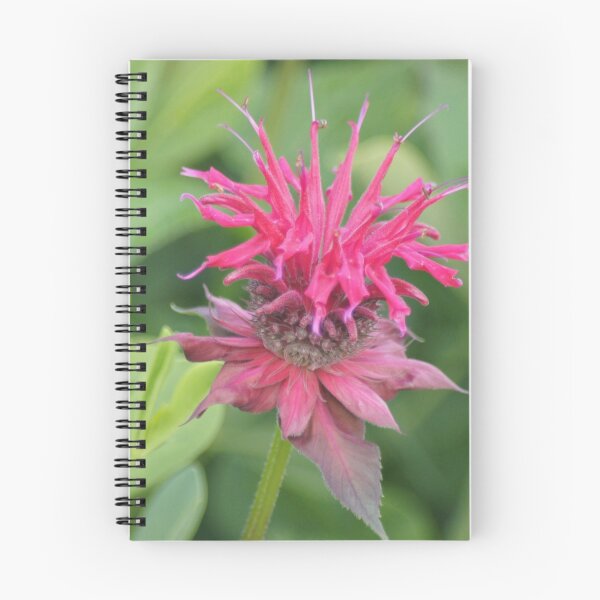 Item preview, Bee-balm designed and sold by Lorelle Gromus.