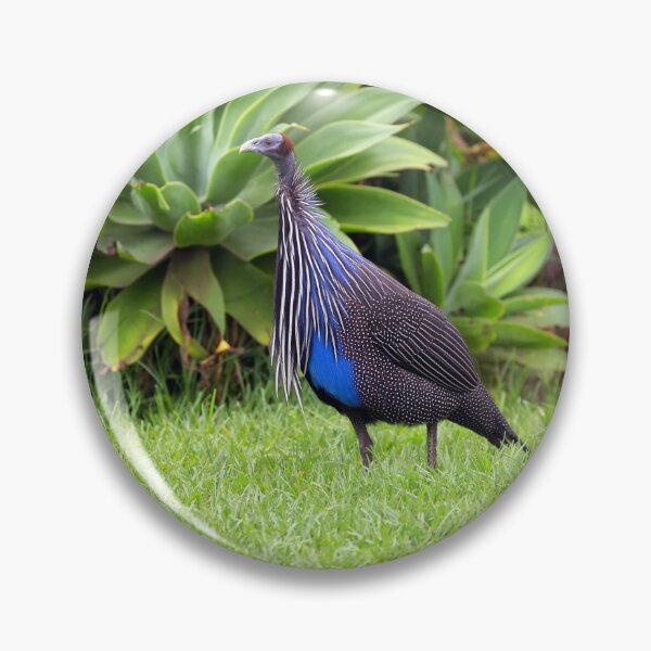 Item preview, Vulturine Guineafowl (Acryllium vulturinum) designed and sold by Yair Karelic.