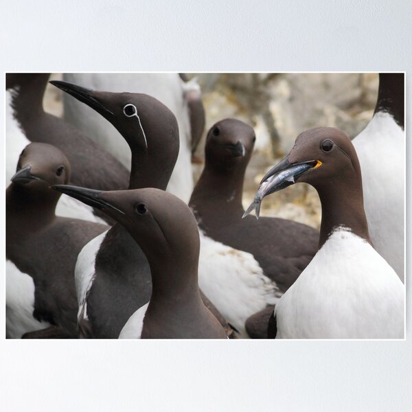 Guillemots Poster
