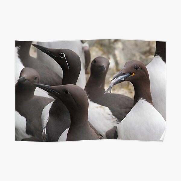 Guillemots Poster