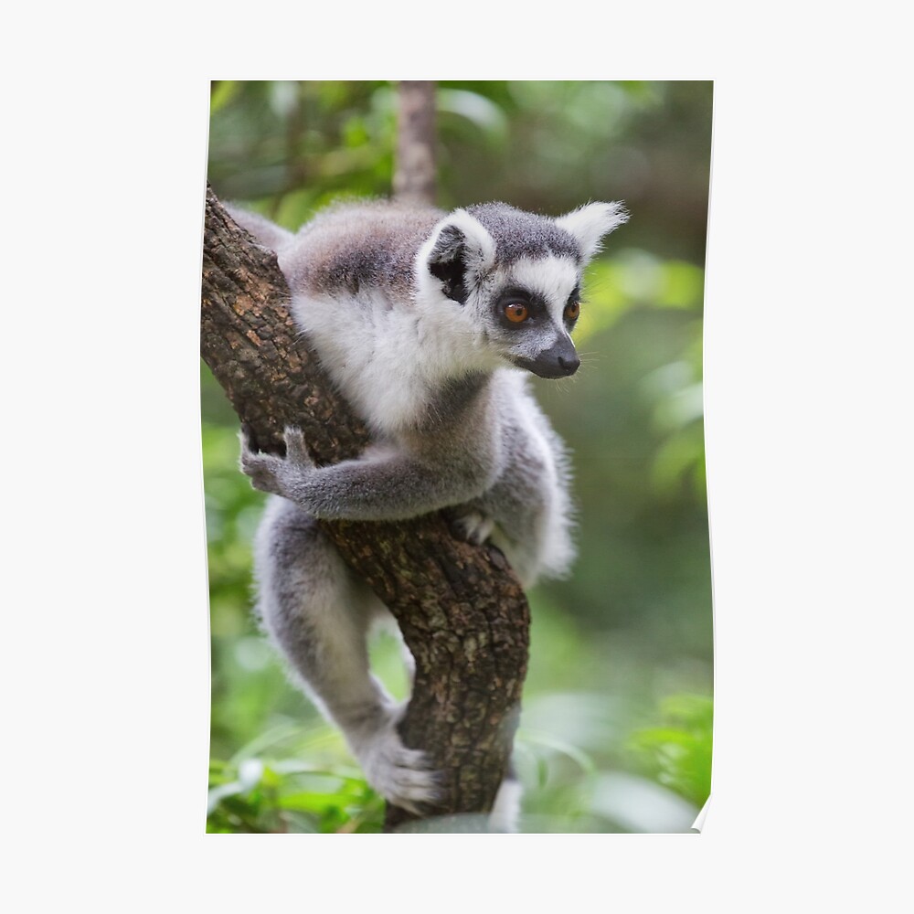 Home & Living Drinkware Drink & Barware Lemur Water Bottle Ring Tailed ...