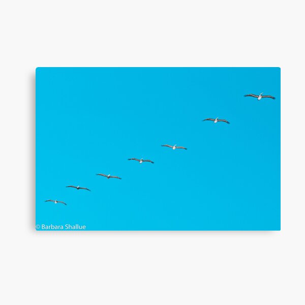 Parade of Pelicans Canvas Print