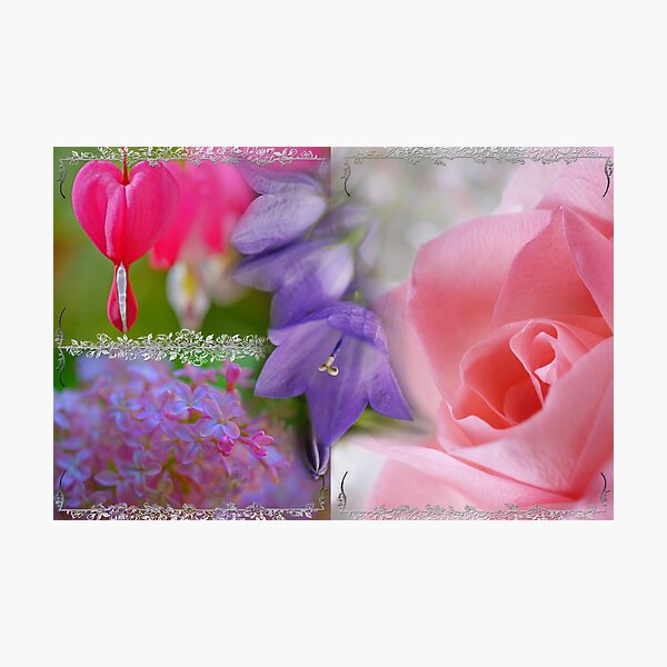 Gladness Abounding ~ Summer Flowering Photographic Print