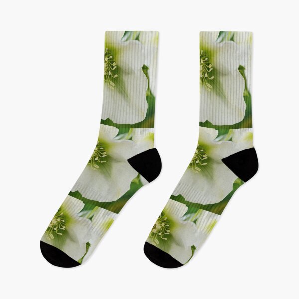 Item preview, Helleborus x hybridus  'Pretty Ellen White'  Hellebore  designed and sold by Chris Burrows.