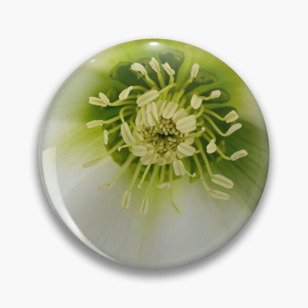 Aperçu de l'œuvre Helleborus x hybridus & Jolie Ellen White & # 39; Ellébore créée et vendue par Chris Burrows.