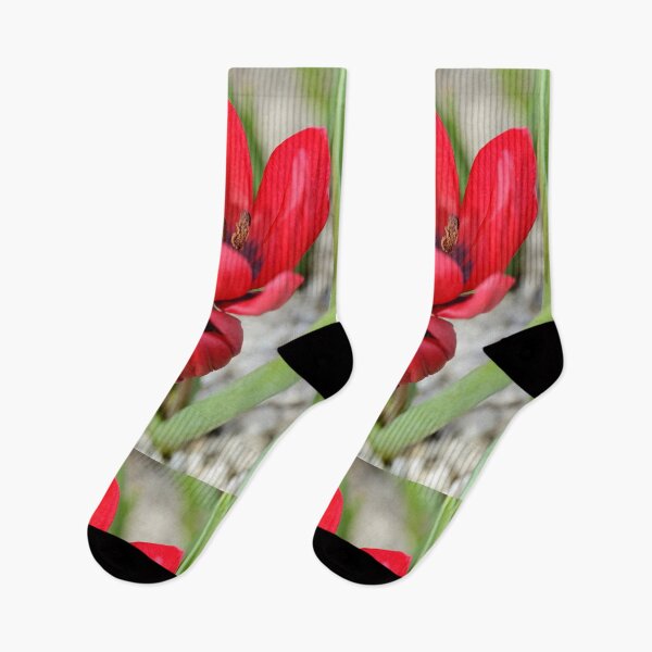 Item preview, Tulipa & # 39; Lilliput & # 39; Tulipán designed and sold by Chris Burrows.