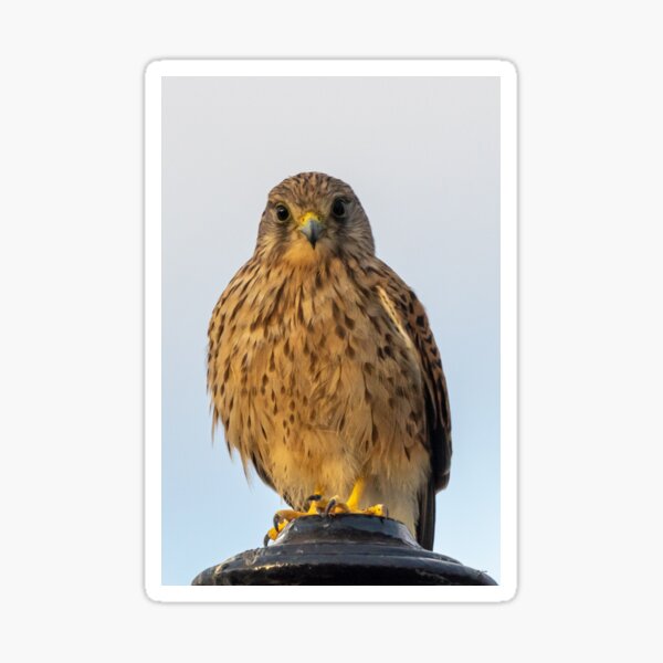 Item preview, Kestrel designed and sold by iCimages.net.