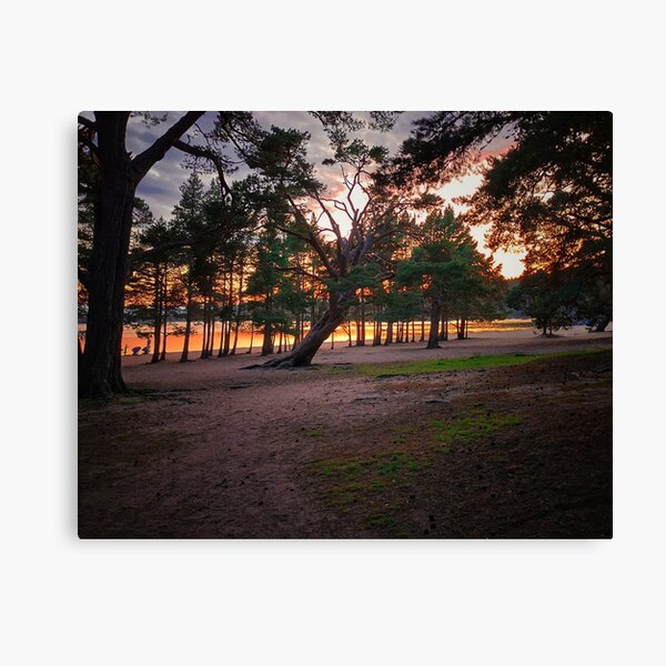 Sunset over Loch Morlich, Scotland. Canvas Print
