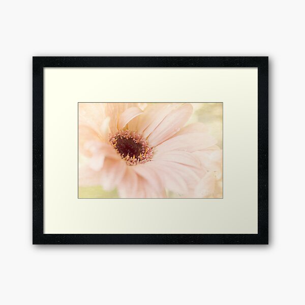 Gerbera Dream Framed Art Print
