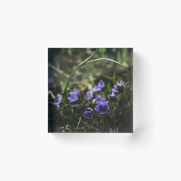 Item preview, Violets designed and sold by urbonasphotos.
