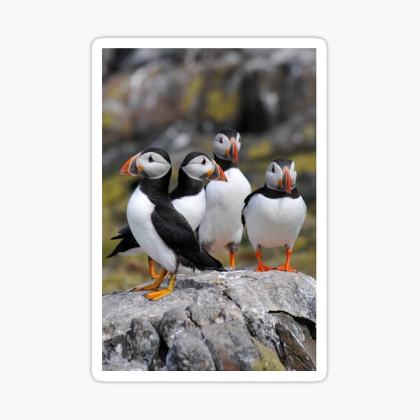 Item preview, Puffin Group designed and sold by fensnapz.