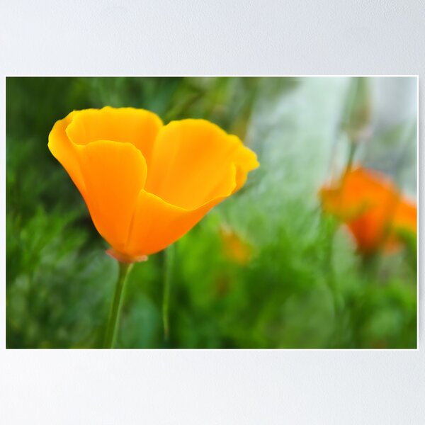 Item preview, California Poppies designed and sold by Dorset Girl.