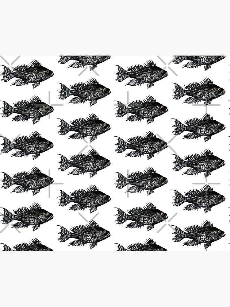 Black Sea Bass Illustration by Michelebuttons
