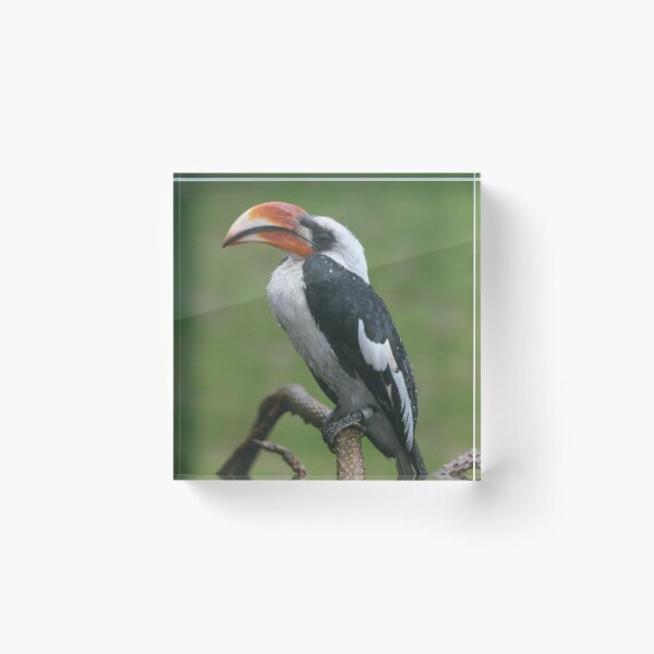 Item preview, Is this my good side? Hornbill designed and sold by Latch Farm  Studios.