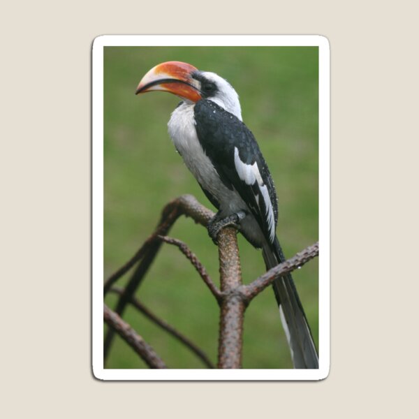 Artikelvorschau, Ist das meine gute Seite? Hornbill entworfen und verkauft von Latch Farm  Studios.