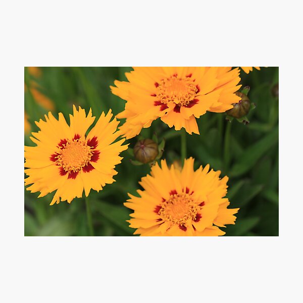 It's Summer! Photographic Print