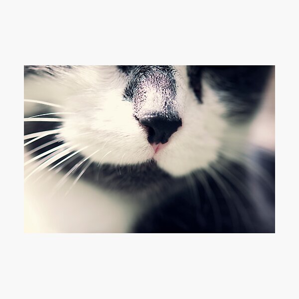 Photographic Print