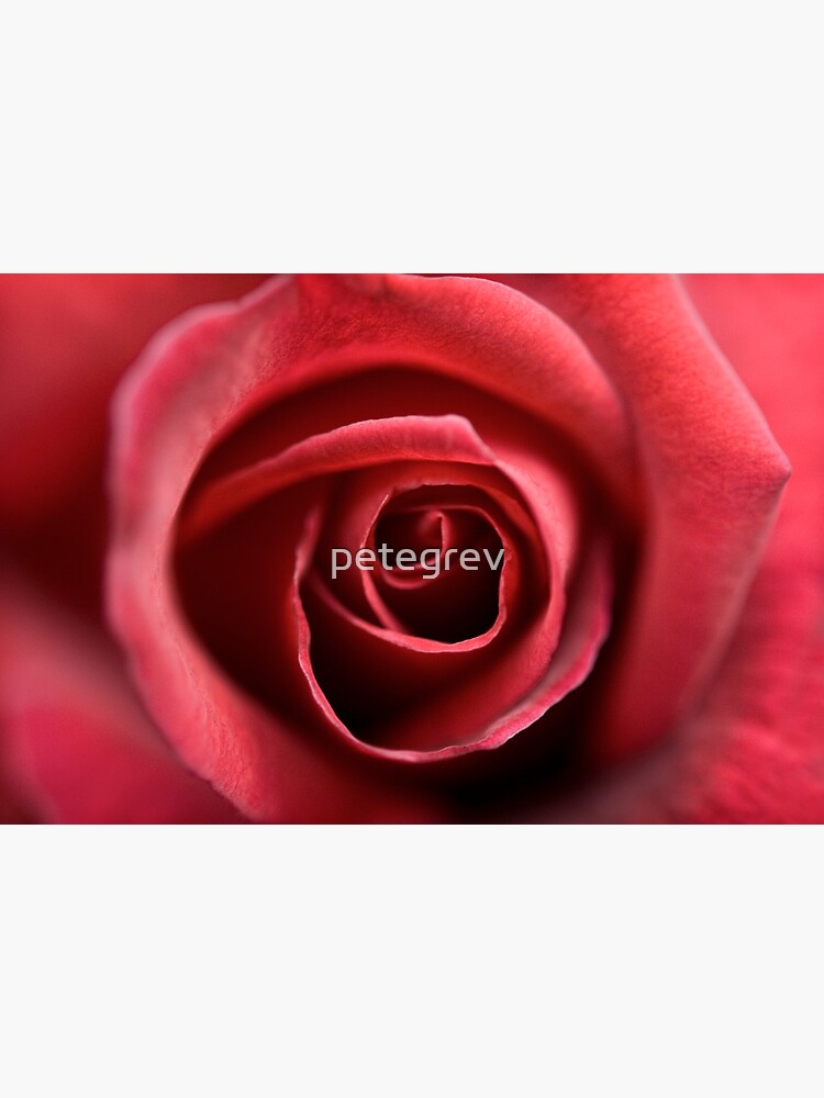 Day 346 - 20th June 2012 by petegrev