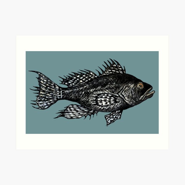 Black Sea Bass Drawing in muted turquoise Art Print for Sale by  Michelebuttons