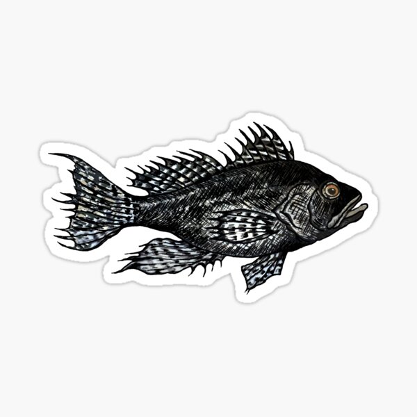 Black Sea Bass Drawing in muted turquoise Sticker