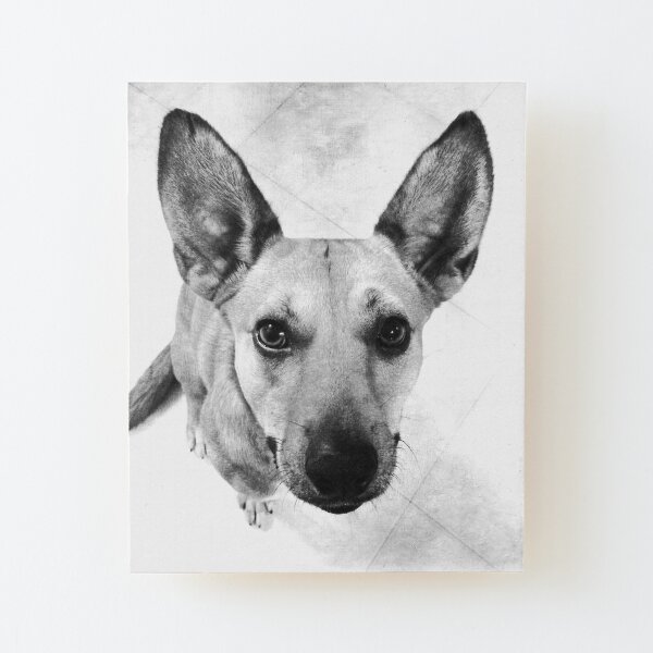 Carolina Dog Gray Pup - American Dingo Wood Mounted Print
