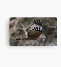 Spotty Glider Canvas Print